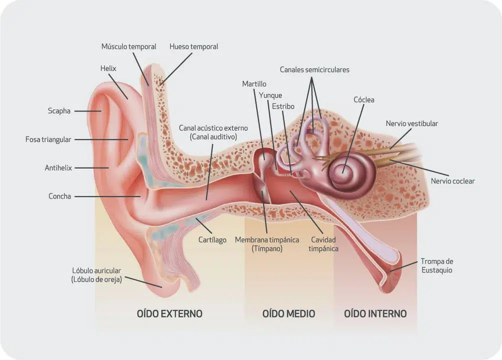 cómo escuchamos - audiocorp - audifonos medicados